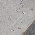 Imagem relacionada a "Chuva de peixe" cai sobre escola na Califórnia