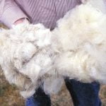 Imagem relacionada a Como o tecido de lã foi criado?