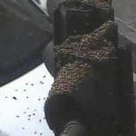 Imagem relacionada a Rua de Londres invadida por milhares de abelhas