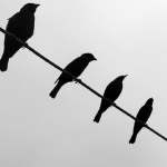 Imagem relacionada a Por que os pássaros em um fio não levam choque?