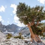 Imagem relacionada a Qual é o mais antigo ser vivo na Terra?