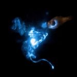 Imagem relacionada a O que é bioluminescência defensiva?