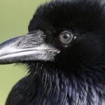 Imagem relacionada a Corvos são capazes de detectar negócios injustos