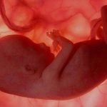 Imagem relacionada a Bebês podem reconhecer rostos no útero