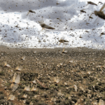 Imagem relacionada a Por que o gafanhoto enxameia?