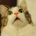 Imagem relacionada a Os gatos caem sempre em pé?