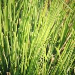 Imagem relacionada a O que é a grama vetiver?