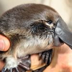 Imagem relacionada a Qual mamífero põe ovos?