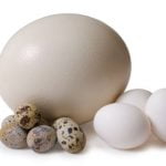 Imagem relacionada a Cientistas desvendam o mistério da forma do ovo