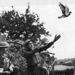 Imagem relacionada a Como os pombos-correio funcionam?