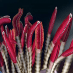 Imagem relacionada a O que são vermes tubulares vulcânicos?