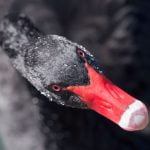 Imagem relacionada a Cisne negro gigante perambulou pela Nova Zelândia