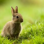 Imagem relacionada a Qual é o animal mais inteligente?