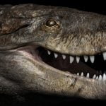 Imagem relacionada a Crocodilo pré-histórico gigante tinha dentes de T. rex