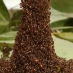 Imagem relacionada a Formigas de Fogo constroem torres com seus próprios corpos