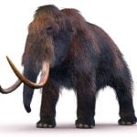 Imagem relacionada a Fundador do PayPal financia a ressurreição dos mamutes