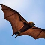 Imagem relacionada a Nem mesmo os morcegos são "cegos como um morcego"