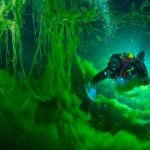 Imagem relacionada a Cientistas resolvem o mistério da evolução animal