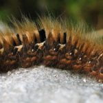 Imagem relacionada a Vírus zumbi faz com que as lagartas explodam