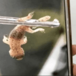 Imagem relacionada a Homem tem lagarto vivo removido de sua orelha