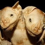 Imagem relacionada a Morcego com duas cabeças foi descoberto no Brasil