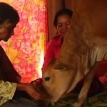 Imagem relacionada a Mulher no Camboja se casa com um bezerro