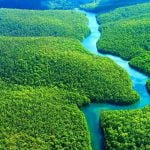 Imagem relacionada a Novas espécies na Amazônia são encontradas a cada dois dias