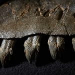 Imagem relacionada a Baleias pré-históricas eram predadores ferozes