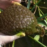 Imagem relacionada a Organismo semelhante a um cérebro encontrado em lagoa de Vancouver