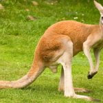 Imagem relacionada a "Coma mais carne de canguru", dizem os ecologistas