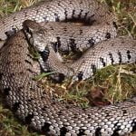 Imagem relacionada a Novas espécie de cobra descoberta no Reino Unido