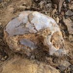 Imagem relacionada a Descoberto antepassado humano de 13 milhões de anos