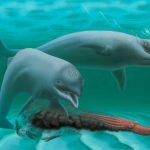 Imagem relacionada a Estudo revela que golfinhos desdentados foram extintos