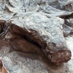 Imagem relacionada a Dinossauros fortemente blindados também tinham camuflagem