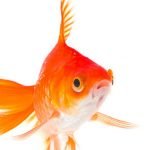 Imagem relacionada a Peixinho dourado é capaz de criar seu próprio álcool