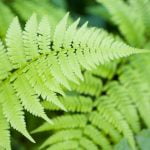 Imagem relacionada a As plantas também precisam dormir