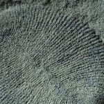 Imagem relacionada a Dickinsonia, a criatura misteriosa de 550 milhões de anos