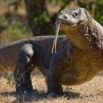 Imagem relacionada a O que é Dragão de Komodo?
