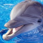 Imagem relacionada a Qual a diferença entre golfinhos e botos?