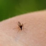 Imagem relacionada a Como matar um mosquito dentro do seu quarto?