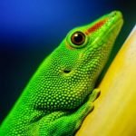 Imagem relacionada a Como os lagartos desafiam a gravidade