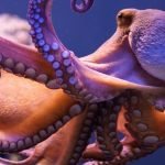 Imagem relacionada a Cidade dos Polvos descoberta na costa da Austrália