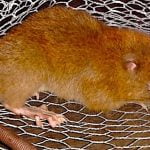 Imagem relacionada a Vika, os ratos gigantes das Ilhas Salomão