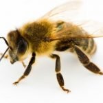 Imagem relacionada a Número de insetos voadores caem 75% em 27 anos