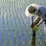Imagem relacionada a China desenvolve cultivo de arroz em água salgada