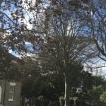 Imagem relacionada a Mistério envolve árvores envenenadas em Norfolk