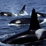 Imagem relacionada a Baleias e golfinhos levam vidas quase humanas