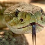 Imagem relacionada a Medo de cobras têm origem evolutiva