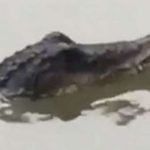 Imagem relacionada a Crocodilo relatado no rio Tamisa?