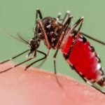 Imagem relacionada a Dengue - Sintomas e Tratamentos